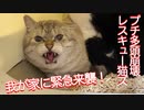 プチ多頭崩壊レスキュー猫ズ、我が家に急遽来襲する