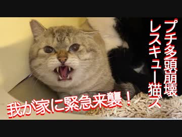プチ多頭崩壊レスキュー猫ズ、我が家に急遽来襲する