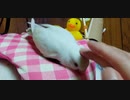 ウチに来て3週間(*´ω｀)　コザクラインコのひな♡