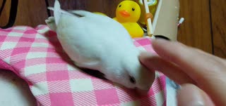 ウチに来て3週間(*´ω｀)　コザクラインコのひな♡