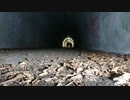 【心霊スポット】※マニア向け※　小峰トンネルでのクリパの定点カメラ映像【東京都】