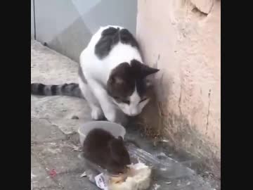 餌を死守するネズミ