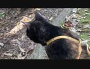 あず散歩　伊佐曽木の滝  2021.03.18