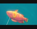 【魚突き】奄美大島 バラハタ 2020年7月