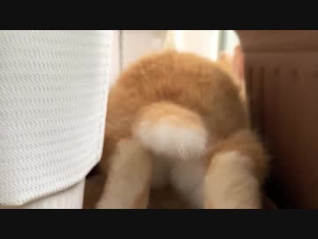 うさぎのサリーちゃん　お外見る　15日目？