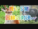 【第五人格】Q戦慄の竜巻 鹿vs猪の頂上決戦【断罪狩人ベイン】【野人モウロ】【IdentityV】【第5人格】【デススリンガーとトラッパーを極めし者】【dbd】