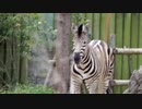 【ノーナレ動物動画】カラスの行水場所が自分の水飲み場だった時のシマウマの顔【到津の森公園】(it's my Drinking fountains...)