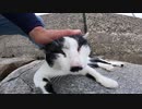 「お～い人間よ」と猫語で語りかける猫島の猫