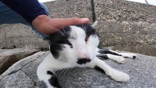 「お～い人間よ」と猫語で語りかける猫島の猫