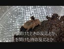 [フィギュア買った]タランチュラ飼育日記その１２９[ブラックロックシューター]