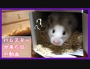 【癒し】お迎え初日のふわふわ長毛ハムスター【ふわたん】