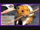【癒し】木の棒を咥えて必死なハムスター【コル】