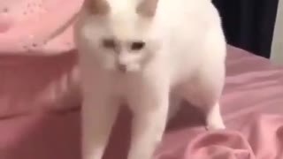 楽器の音に反応する白猫