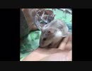 まわる・まわる・はしる　【オッドアイのハムスター】