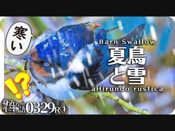 0329r2 春の雪に野鳥が寒くて可愛そう カワセミ 満開桜に雪積もる ふくら雀にジョウビタキ シジュウカラ ツバメに鳩も 鶴見川水系恩田川の野鳥コンデジ撮影 カワセミ 異常気象 春の雪 ニコニコ動画