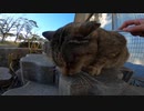 公園のキジトラ猫にねこじゃすりを使って色々なところをナデナデしたゾ
