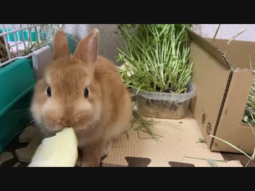 サリーちゃん　りんごを食べる