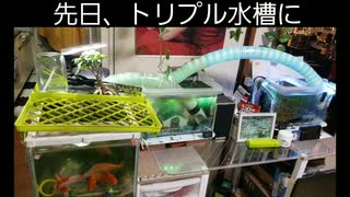 金魚の展望台