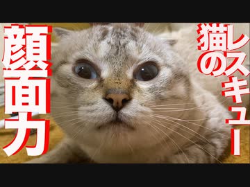 プチ多頭崩壊レスキュー猫、圧倒的顔面力を見せつける