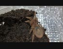 [ワルプルギスの夜]タランチュラ飼育日記その１３０[ボナで脳汁100％]