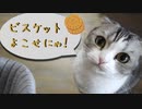 ビスケットが食べたい猫さん