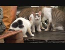 ホームズの親友キジ子とその子猫に会う『その後』