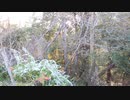 鳥の鳴き声20210323