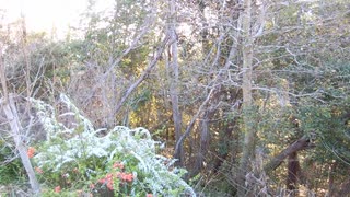 鳥の鳴き声20210323