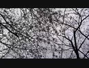 なんじゃこりゃ！！　自宅寿司職人　JMR！　　らじお　Free Talk　NATIVE