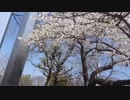 平日花見動画配信　/　Free Talk　NATIVE