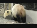 良浜ママちょっとだけ登場✨彩浜頑張ってます - 9tsu - 動画 9tsu - バラエティ動画 9tsu