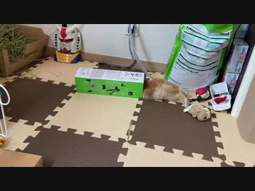 うさぎのサリーちゃんの日常　19日目