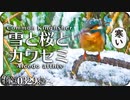 0329R2【春の雪に野鳥が寒くて可愛そう】カワセミ。満開桜に雪積もる。ふくら雀にジョウビタキ、シジュウカラ、ツバメに鳩も。 鶴見川水系恩田川の野鳥コンデジ撮影 #カワセミ #異常気象 #春の雪