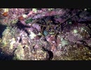 【魚突き】奄美大島 2020年7月