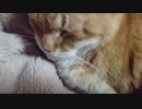 拾いねこ＠生後3183/3150日目　今日は月音さん3150日記念。