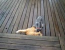 犬（ミニチュアシュナウザー）ｖｓ猫　その１０