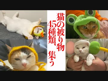 猫の被り物45種、珍妙猫たちのもとに集結する