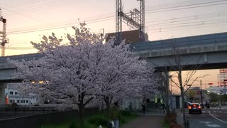 散歩途中の桜