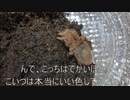 [蜘蛛ですが、なにか？リアル蜘〇子さんですが、なにか？]タランチュラ飼育日記その１３１[便乗に次ぐ炎上、すぐさま退場]