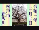 松戸市 北松戸 新坂川 うぐいすっぽい鳥の鳴き声