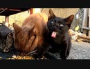 野良猫は食い溜めするって本当？『カリカリ→鶏肉→の後にまたカリカリあげたらどうなる？』