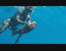 【魚突き】奄美大島 スジアラ コクハンアラ 2020年8月