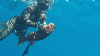 【魚突き】奄美大島 スジアラ コクハンアラ 2020年8月