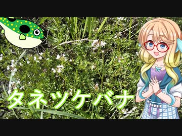 そらさんとお外で食材探し７　～タネツケバナ～