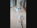 ねこ釣り　Cat Fishing　★短足マンチカン猫★Cute kitten