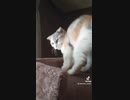 降りられないネコ　★短足マンチカン猫★Cute kitten