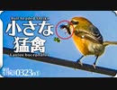 0323R1【小さな猛禽モズ捕食虫】カラスと鳩が枝を集めて巣作り。求愛ダンスのコガモ。ハナガメが冬眠から目覚める。奇形のカルガモ。コンデジ野鳥撮影＠鶴見川水系恩田川 #モズ #ケラ #身近な生き物語