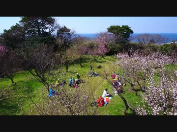 ピンクの梅を空撮するとお花見客がとってもほのぼのとしていた件！！