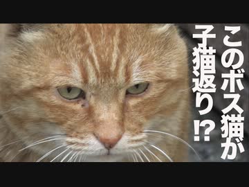 武闘派ボス猫、年季の入った子猫ちゃんになる