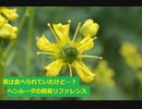 【スパイスを知ろう！】ヘンルーダを知ろう！【part114】